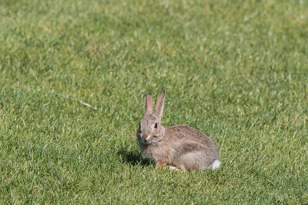 Cottontail konijn — Stockfoto