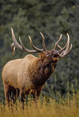 Nice Bull Elk Bugling in Meadow clipart