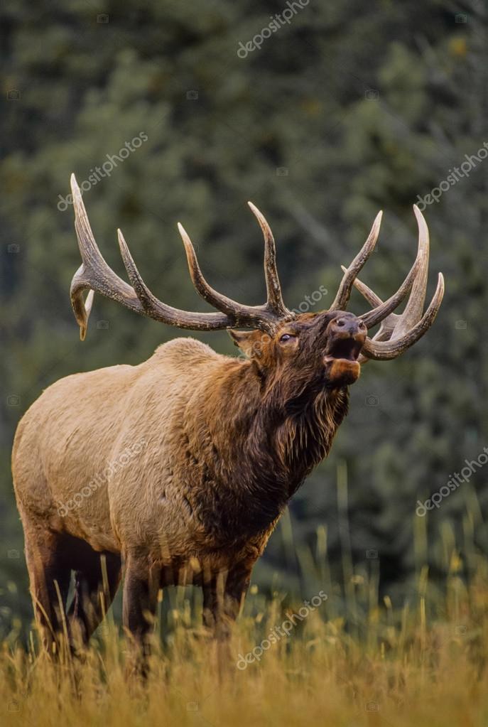 Nice Bull Elk Bugling in Meadow — Stock Photo © twildlife 50646741