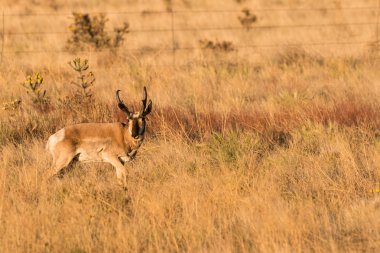 Boynuzlu antilop Buck