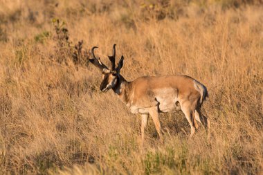 Boynuzlu antilop Buck