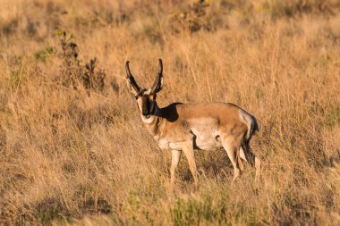 Boynuzlu antilop Buck