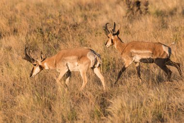pronghorn antilop dolar