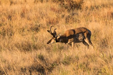 Boynuzlu antilop Buck