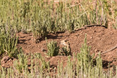 Çayır köpeği yuva