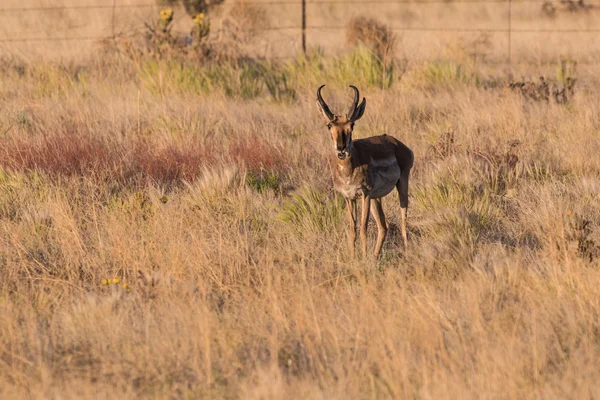 Pronghorn Antelope Buck — Stock Photo, Image