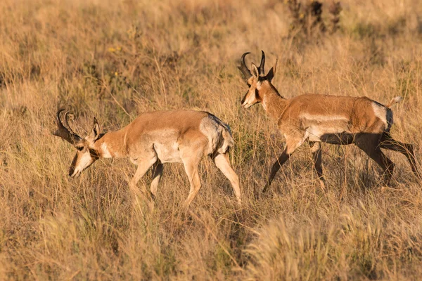 Pronghorn antilope bucks — Foto Stock