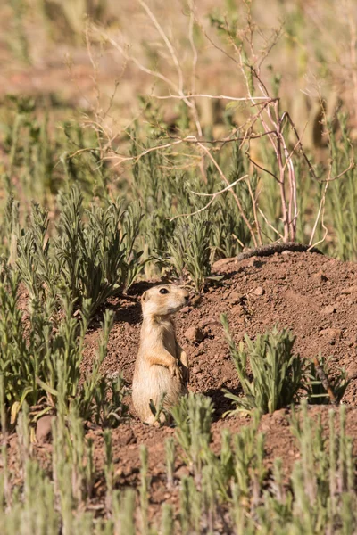 Perro de la pradera en Burrow —  Fotos de Stock