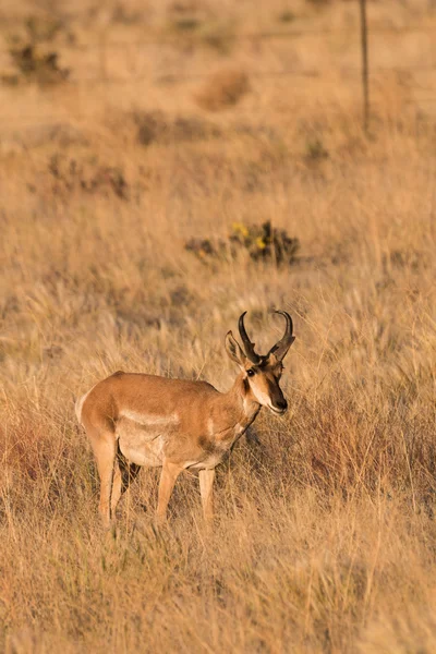 Boynuzlu antilop Buck — Stok fotoğraf