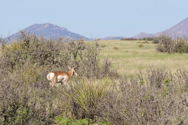 Pronome antílope buck — Fotografia de Stock