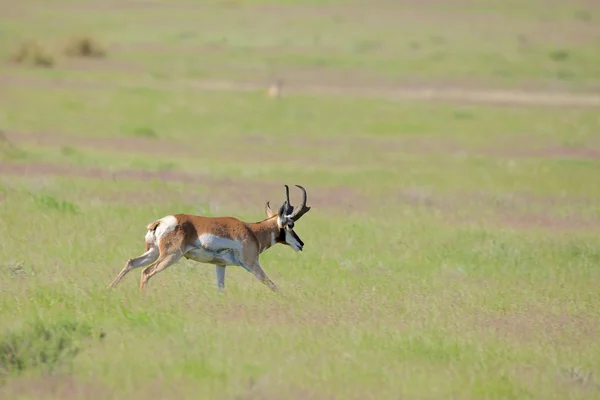 Pronghorn Antelope Buck Correndo — Fotografia de Stock