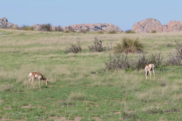 Pronghorn Antelope nie — Zdjęcie stockowe