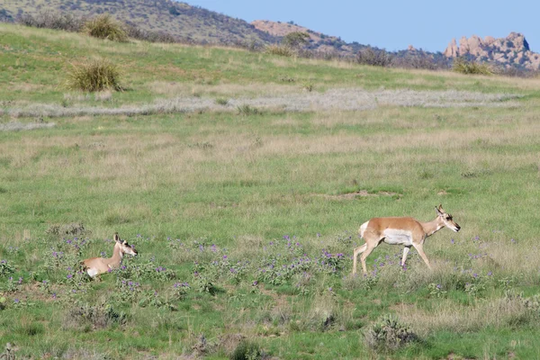 Pronghorn Antelope dělá — Stock fotografie