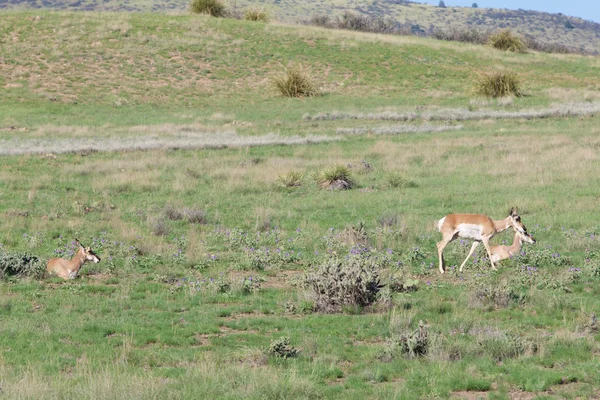 Pronghorn Antilope tut — Stockfoto