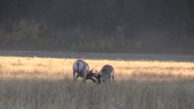 Wyoming 'de sonbaharda antilop avı