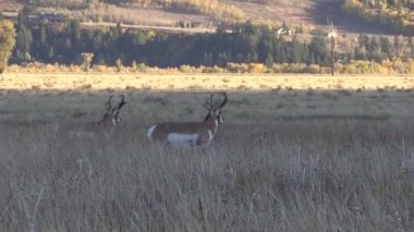 Wyoming 'de sonbaharda antilop avı