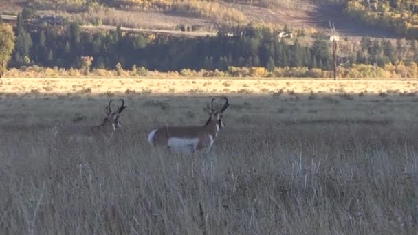 Pronghron Antilopen Bok Herfst Wyoming — Stockvideo