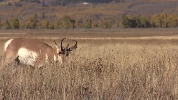 Pronome Antílope Fanfarrão Outono Wyoming — Vídeo de Stock