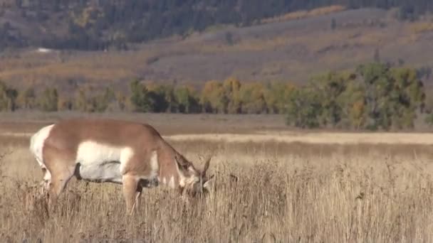 ワイオミング州の秋のプロングロン アンテロープ バック — ストック動画