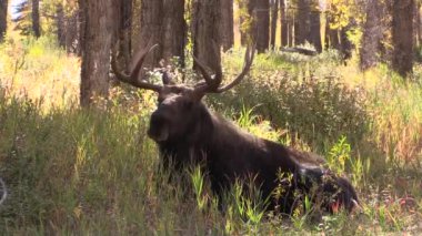 Wyoming sonbaharda boğa Shiras mus