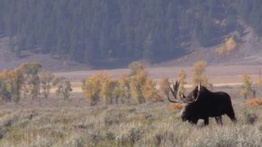 Wyoming sonbaharda boğa Shiras mus