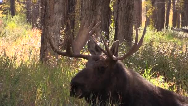 Bulle Shiras Elch Herbst Wyoming — Stockvideo