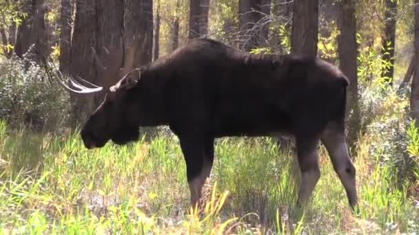 Bull Shiras Alce Outono Wyoming — Vídeo de Stock