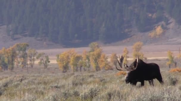 Bull Shiras Moose Otoño Wyoming — Vídeo de stock