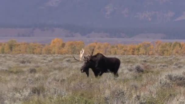 Ταύρος Άλκες Σιηράζ Φθινόπωρο Του Wyoming — Αρχείο Βίντεο