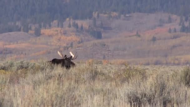 Bika Juli Jávorszarvas Őszén Wyoming — Stock videók