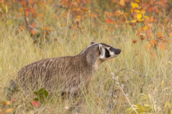 Wyoming Sonbaharda Porsuk — Stok fotoğraf