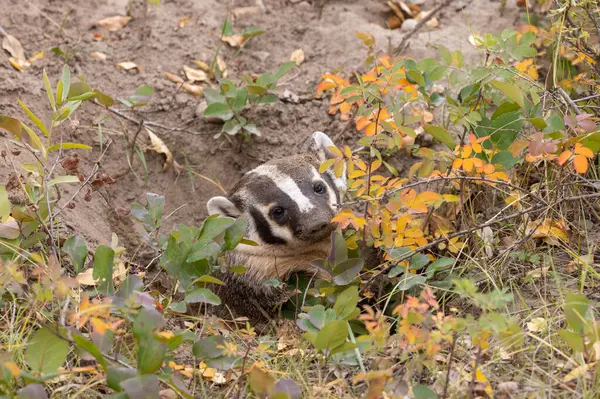 怀俄明州秋天的獾 — 图库照片