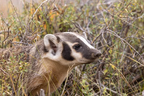 Badger Musim Gugur Wyoming — Stok Foto