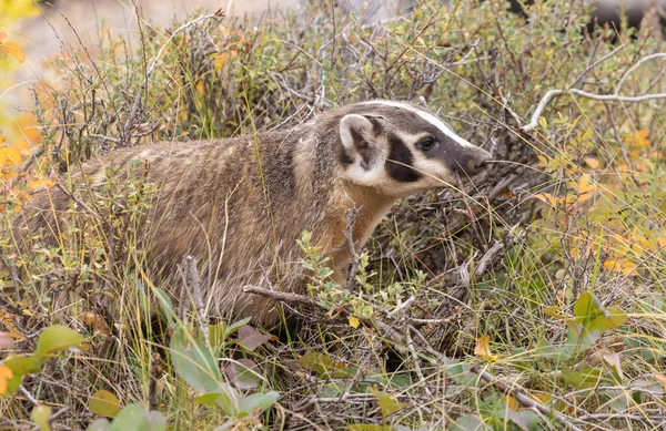 怀俄明州秋天的獾 — 图库照片