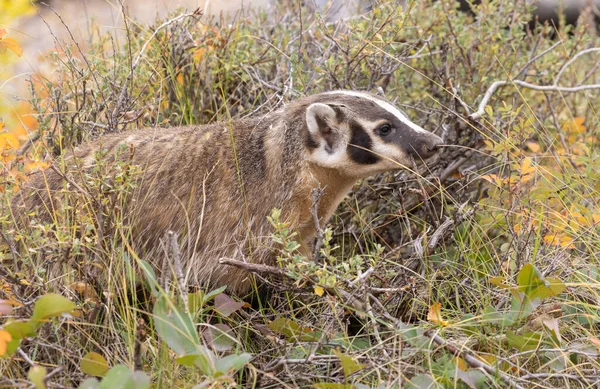 Wyoming Sonbaharda Porsuk — Stok fotoğraf