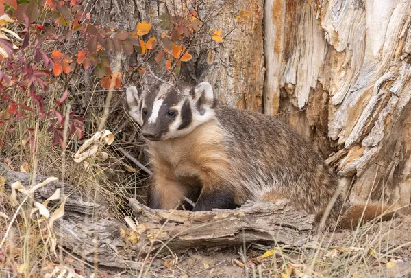 Wyoming Sonbaharda Porsuk — Stok fotoğraf