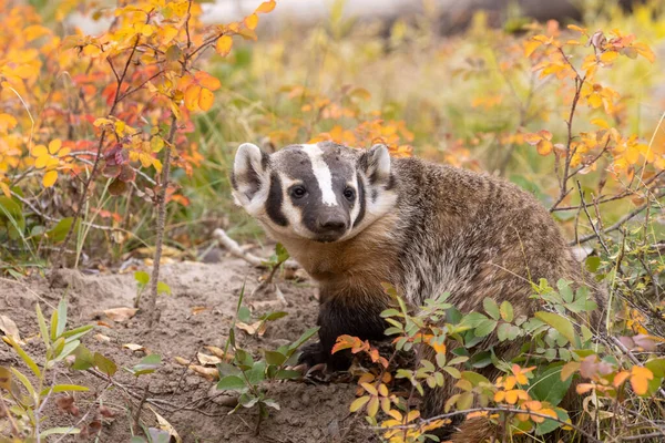 Tasso Autunno Nel Wyoming — Foto Stock