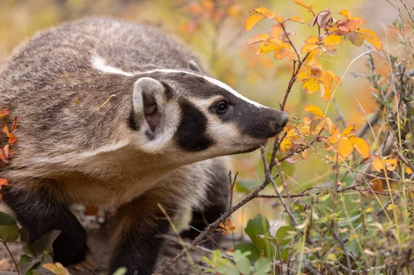 stock image badger in autumn in Wyoming