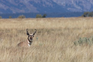 Wyoming 'de sonbaharda bir antilop geyiği.