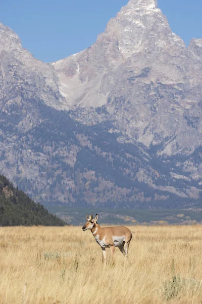 Ein Antilopenbock Herbst Den Tetonen Von Wyoming — Stockfoto