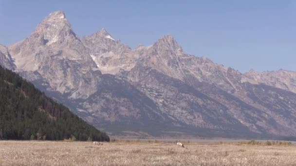 Pronghorn Antilope Bucks Tetonen Van Wyoming Herfst — Stockvideo
