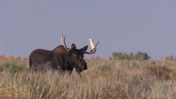 Bika Shiras Jávorszarvas Wyoming Őszi Rutin — Stock videók