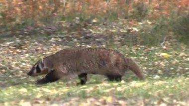 Wyoming 'de sonbaharda bir porsuk avı.