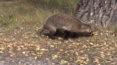 Wyoming 'de sonbaharda bir porsuk avı.