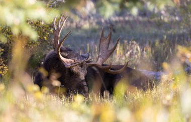 Grand Teton Ulusal Parkı Wyoming 'deki sonbahar monotonluğu sırasında bir boğa shiras geyiği.