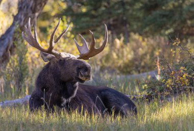 Grand Teton Ulusal Parkı Wyoming 'deki sonbahar monotonluğu sırasında bir boğa shiras geyiği.