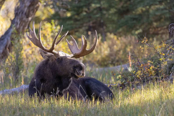 Een Stier Shiras Eland Tijdens Herfst Rut Grand Teton National — Stockfoto