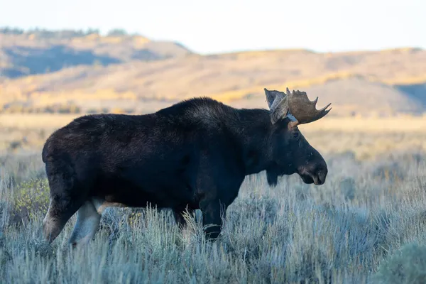 Býka Losa Během Podzimu Wyomingu — Stock fotografie