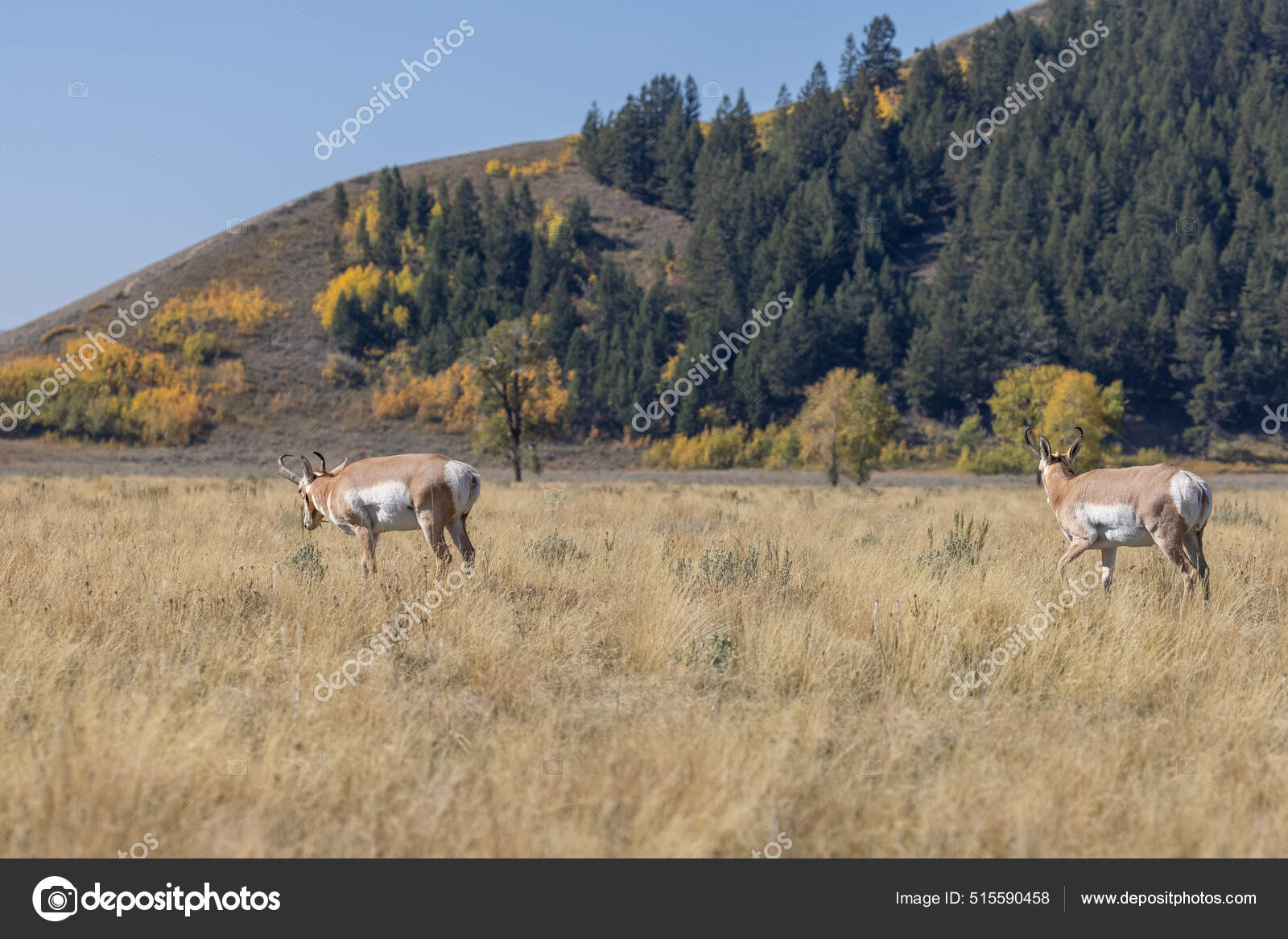 怀俄明州大提顿国家公园的叉角羚——图库图片© twildlife #515590458