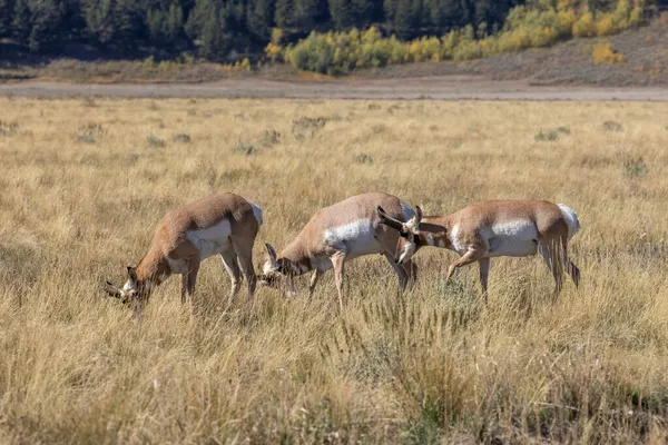 Spitzhornantilopenböcke Grand Teton National Park Wyoming Herbst — Stockfoto